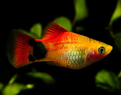 Пецилия Микки Маус Солнечный