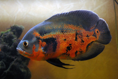 Астронотус Тигровый (L) Astronotus ocellatus