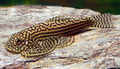 Севелия (Псевдоскат)