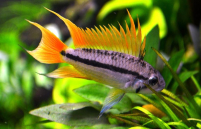 Апистограмма Какаду Оранж Флэш Microgeophagus cacatouides