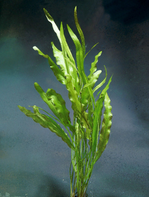 Апоногетон Стахиспорус с грузом, шт