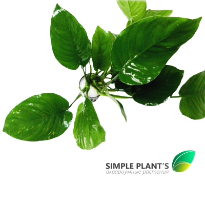 Анубиас Бартера Широколистный, в горшочке Анубиас Бартера Широколистный, в горшочке