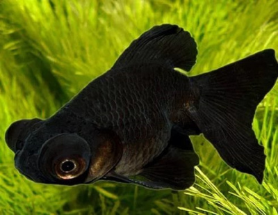 Телескоп чёрный (S)   Carassius auratus