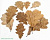 DECO NATURE QUERCUS LEAVES - Листья дуба, 200мл/3 гр