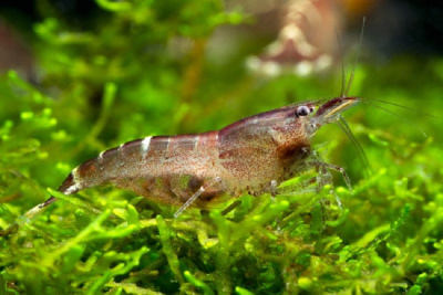 картинка Креветка бабаулти sp от магазина