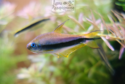 Тетра Королевская Пальмери