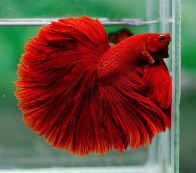 Петушок Халфмун Рубин (самец)