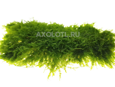 Мох Плакучий, 1 гр