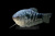 Гурами Мраморный, L Trichogaster trichopterus