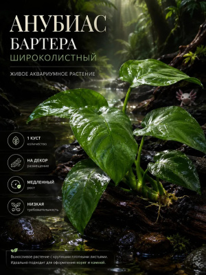 Анубиас Бартера Широколистный, шт