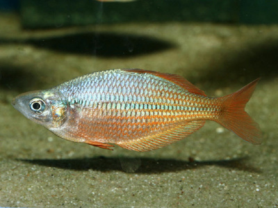 Меланотения Прекрасная