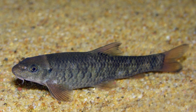 Гарра Руфа (рыбка-доктор) Garra rufa