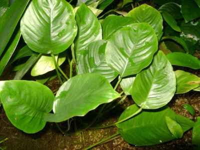 Анубиас Габон, в горшочке