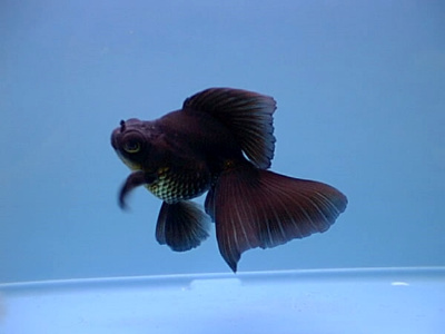 Телескоп бабочка чёрный (SM) Carassius auratus