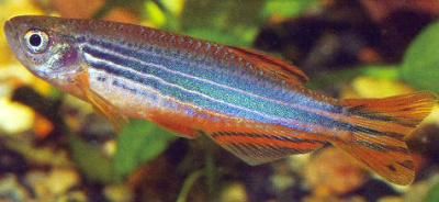 Данио Киатит (Оранжевоплавничный) Danio Kyathit