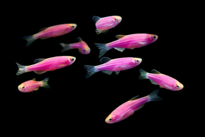 Данио рерио (GloFish) Пурпурный светящийся Brachydanio rerio