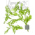 Синема, с грузом Hygrophila difformis Синема, с грузом Hygrophila difformis