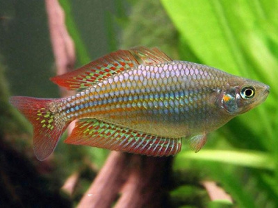 картинка Радужница вишнёвая от магазина