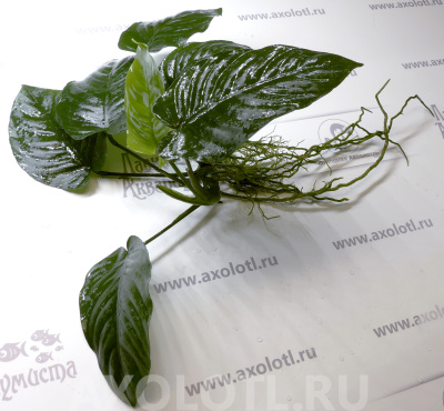 Анубиас Бартера Широколистный, шт Анубиас Бартера Широколистный, шт