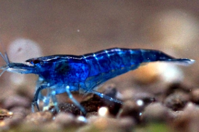 Креветка Голубая мечта Neocaridina sp.