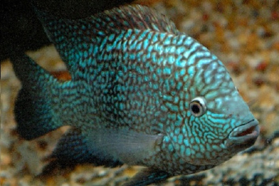 Попугай Бриллиантовый (Цихлазома Бриллиантовая)