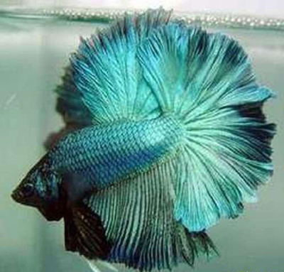 Петушок Халфмун Изумруд (самец) Петушок Халфмун Изумруд (самец)