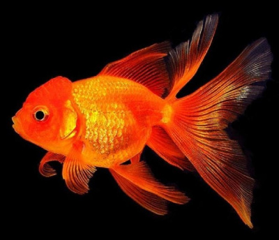 Оранда Красная (L) Carassius auratus