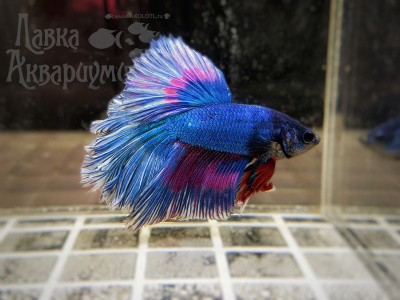 Петушок Халфмун (самец)