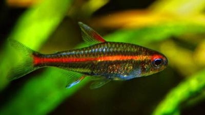 Грацилис (эритрозонус)  Hemigrammus erythrozonus