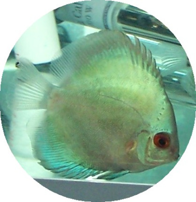 Дискус Океан Грин, SM Symphysodon