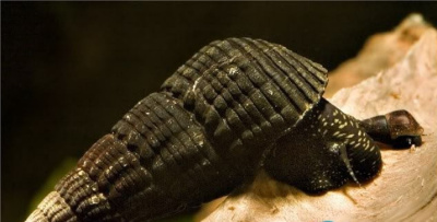 картинка Улитка Шоколадная посо от магазина