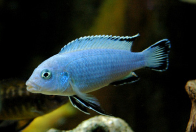 Псевдотрофеус Соколофа