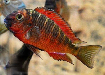 картинка Трофеус Огненная Лиса от магазина