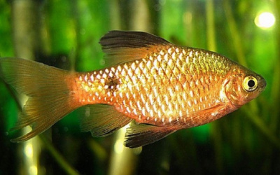 Барбус Огненный Barbus conchonius