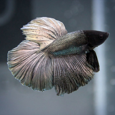 Петушок Халфмун Камбоджийский Дракон (самец)