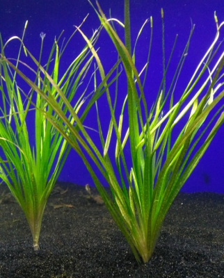 Бликса Ауберта, с грузом