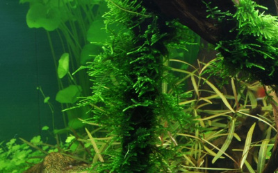 TROPICA Мох таксифилум Спайки (меристемное растение)
