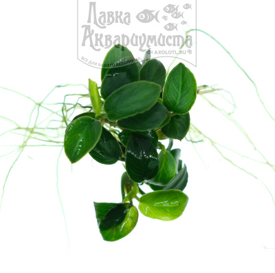 Анубиас Нана Петит, шт