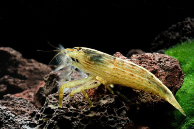 картинка Креветка атиопсис фильтратор, МL от магазина