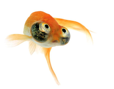 Звездочёт, SM Carassius auratus
