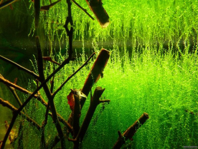 Мох Стринг, 1 гр