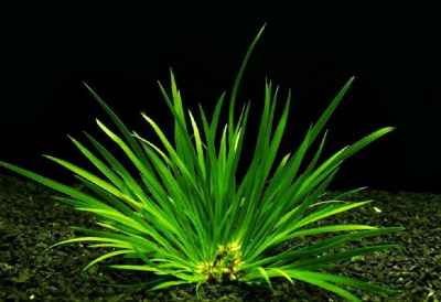 Акорус карликовый