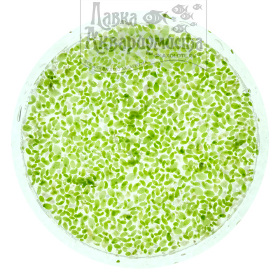 Ряска (надводная) 5гр Ряска (надводная) 5гр