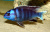 Псевдотрофеус Ацей Нгара Pseudotropheus spec. acei Ngara