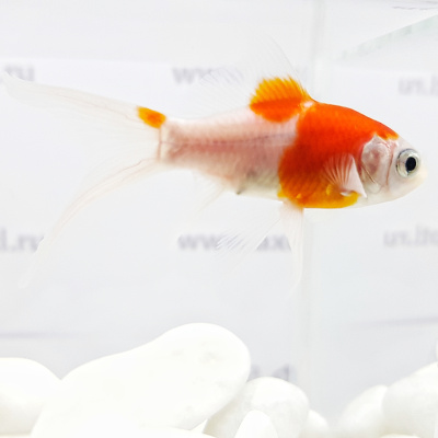 Комета Красно-Белая (SM) Carassius auratus