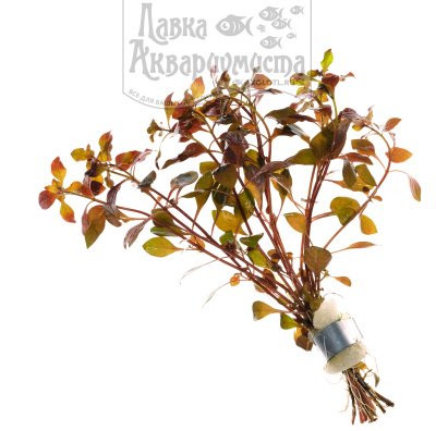 Людвигия Ползучая Рубин (Мини), с грузом Людвигия Ползучая Рубин (Мини), с грузом