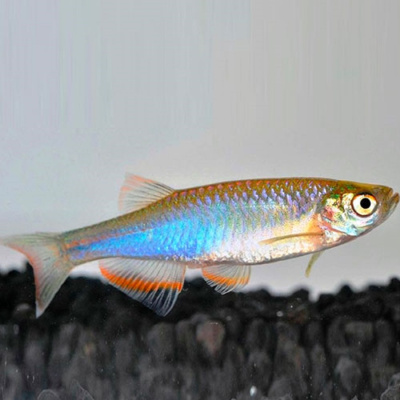 Данио Жемчужный Danio albolineatus