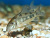 Коридорас Крапчатый Corydoras paleatus