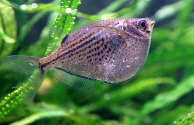 Клинобрюшка Стерникла Gasteropelecus sternicla