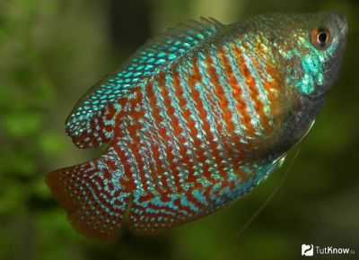 Лялиус Неоновый яркий (самцы)